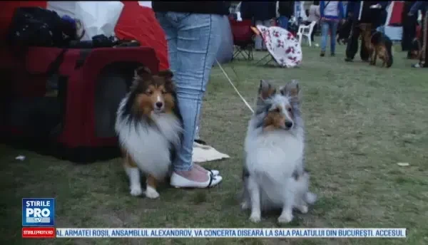450 de caini se intrec pentru titlul de cel mai frumos exemplar.