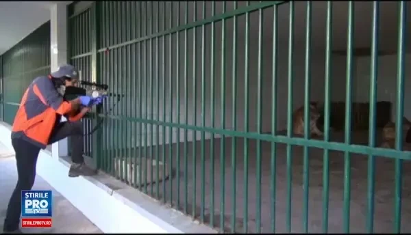 Tigru siberian, operat direct in cusca sa de la Gradina Zoologica din Galati. Aventura de care au avut parte medicii
