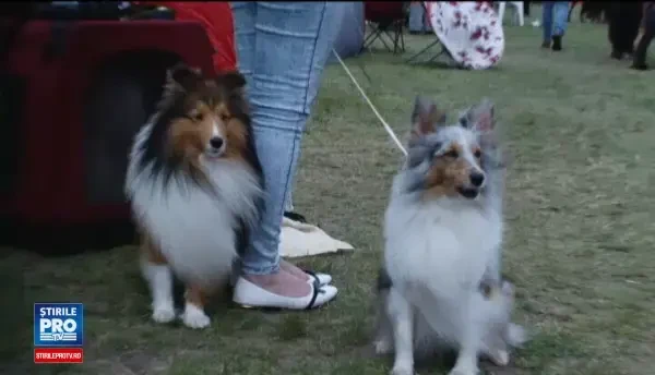 450 de caini se intrec pentru titlul de cel mai frumos exemplar. Parul trebuie intretinut foarte mult