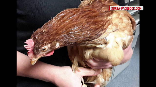 O româncă din Italia a fost ucisă de fostul angajator, pentru că a furat o găină de la el