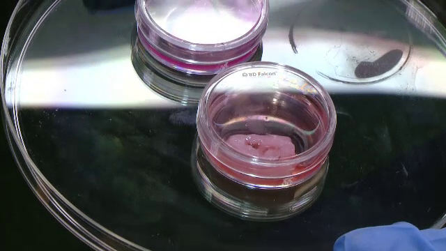 imprimanta 3D bio la Timisoara