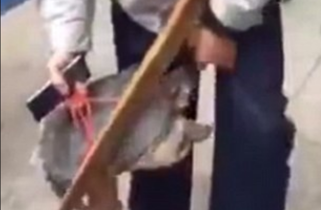 Barbat din China, muscat in zona genitala de o broasca testoasa. Clipul in care acesta incearca sa ajunga la un medic. VIDEO