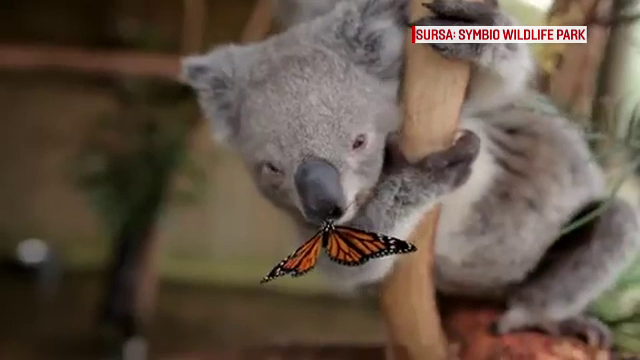 Prietenia neobisnuita dintre un ursulet koala si un fluture, principala atractie dintr-un parc natural din Australia
