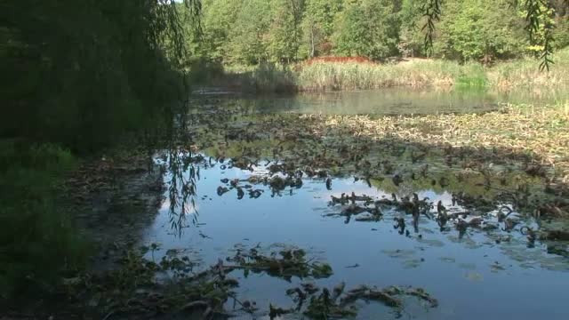 "Lacul lui Eminescu" de la Ipotesti este in pericol sa dispara, cu tot cu nuferii galbeni care l-au fermecat pe poet