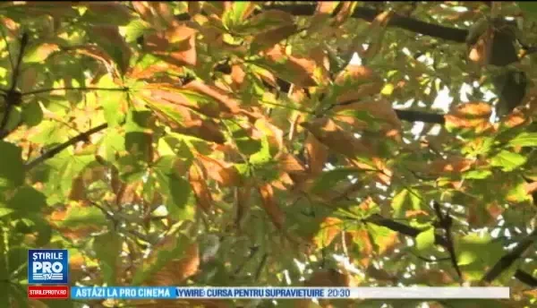 Horoscop 11 octombrie 2016. Balantele primesc o veste asteptata de mult, iar Scorpionii fac rost de bani