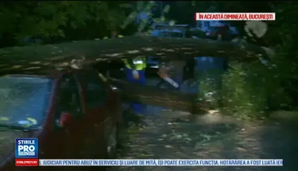 Un copac s-a prabusit peste trei autoturisme in Sectorul 3 al Capitalei. Am vrut sa plec la serviciu si am gasit masina asa