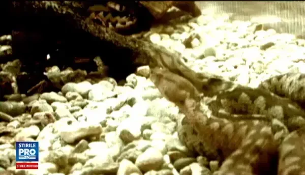 Primele date in cazul mortii fiului lui Razvan Theodorescu. Legisti: Moartea a fost violenta din cauza socului toxic