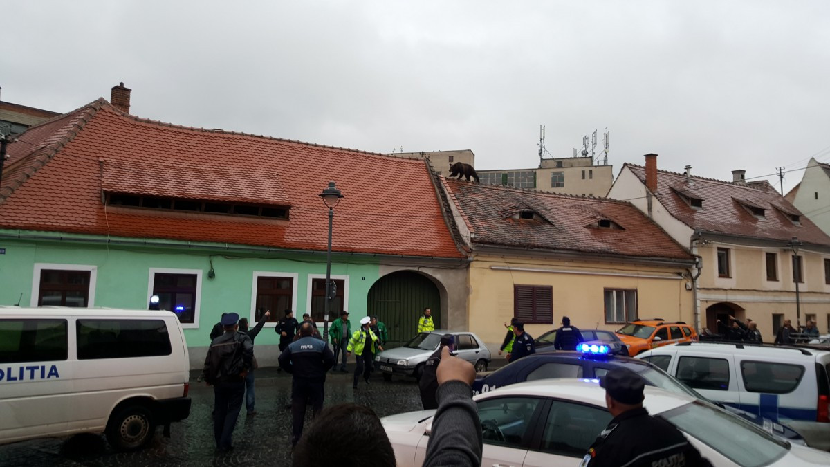 Asociatiile pentru protectia animalelor reactioneaza dupa uciderea ursului din Sibiu. Ce au povestit martorii
