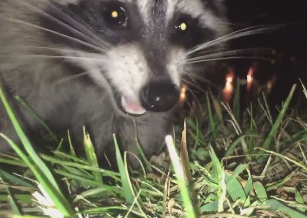 "Ratoni-zombie", descoperiţi în SUA. Mărturia terifiantă a unui bărbat atacat