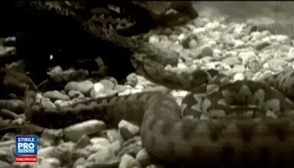 Fiul lui Razvan Theodorescu a fost adus in Bucuresti, unde este pregatita inmormantarea. Cand va fi aflata cauza mortii