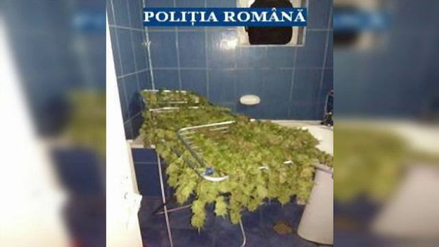 Sapte kg de cannabis au ridicat politistii din casa unui barbat din Baia Mare. De cati ani cultiva droguri in apartament