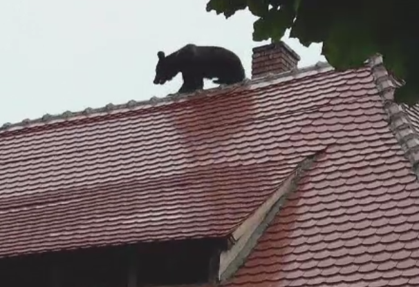 Seful Politiei Sibiu a demisionat dupa scandalul impuscarii ursului. "In continuare consider ca am luat decizia corecta"