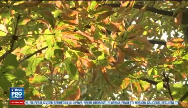 Horoscop 13 octombrie 2016. Racii isi refac viata sentimentala, iar Leii incep niste cursuri intr-un domeniu captivant