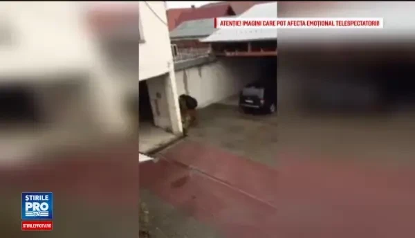 Ministerul Mediului verifica daca animalul a fost adus in oras