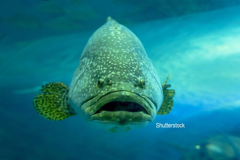 A ajuns la spital, chiar in luna de miere, dupa ce a mancat un peste. Ce s-a intamplat cu femeia dupa aceea