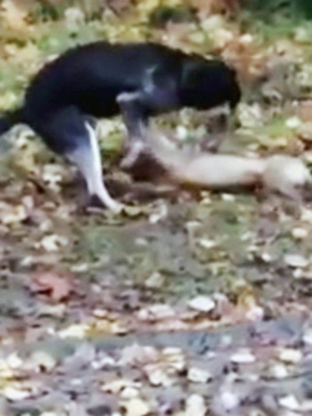 Gestul emotionant facut de un caine pentru partenera sa. Cum a reactionat cand a vazut ca aceasta nu mai misca. VIDEO