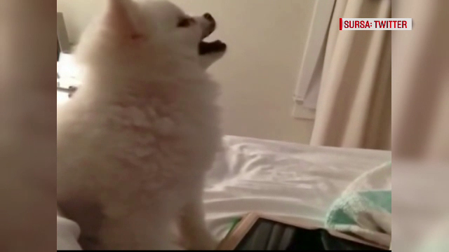 Pomerianul alergic si-a castigat peste noapte mii de fani de internet. Cum l-a filmat stapanul lui