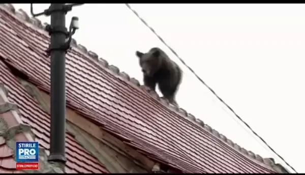 Operatiunea de impuscare a ursului din Sibiu, reconstituita de Marian Godina. Eu nu-s cu tranchilizantul, am tras cu glont