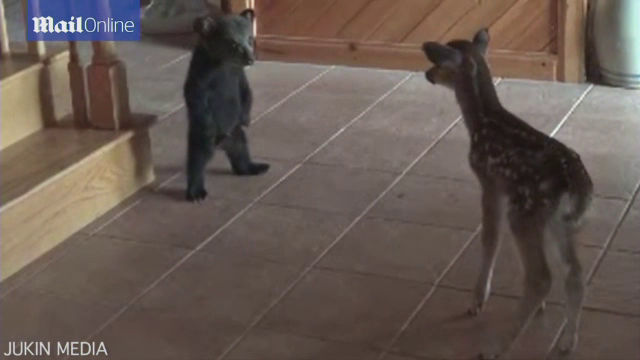 Momentul in care un pui de urs si o caprioara se intalnesc pentru prima data, surprins de camera