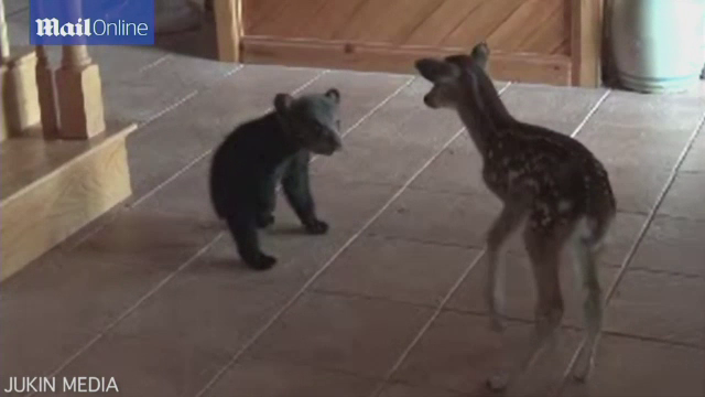 Un pui de urs timid a ajuns vedeta pe internet. Cum a decurs intalnirea lui cu un pui de caprioara