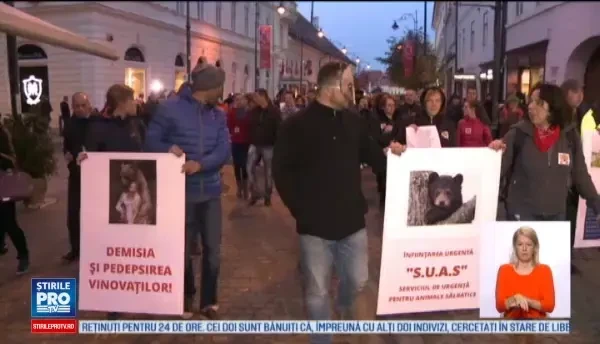 Mars pe strazile Sibiului, dupa uciderea ursului. Motivul pentru care DSVSA a incinerat animalul chiar in ziua impuscarii