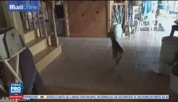 Momentul in care un pui de urs si o caprioara se intalnesc pentru prima data, surprins de camera