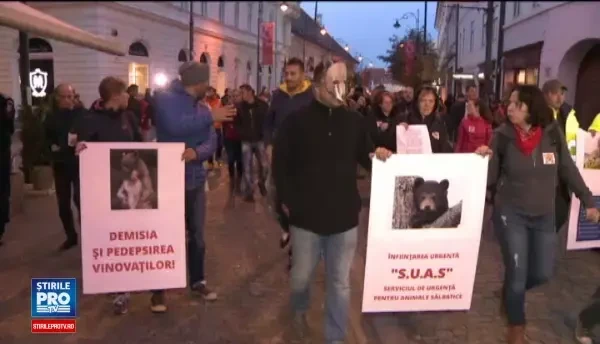 Proteste in toata tara fata de cruzimea cu care a fost ucis ursul ratacit din Sibiu. De ce a fost incinerat imediat