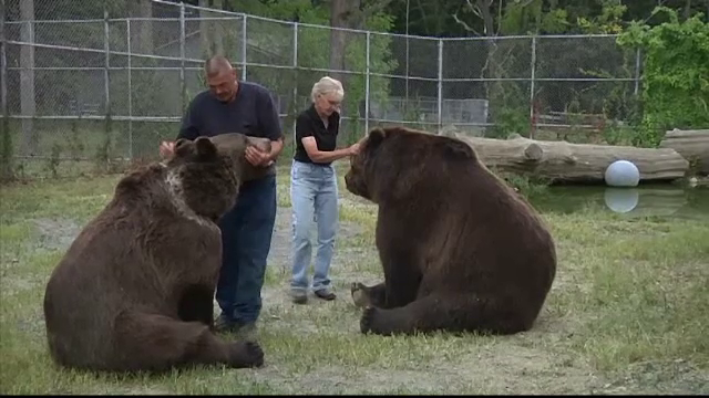 Metodele riscante prin care un american "alina durerea" ursilor ramasi orfani. "Daca nu le-ar placea, ai afla imediat"