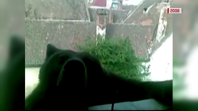 Lectia brasovenilor pentru sibieni in cazul ursului ucis. Cum au capturat o ursoaica de 300 de kg, urcata pe o casa