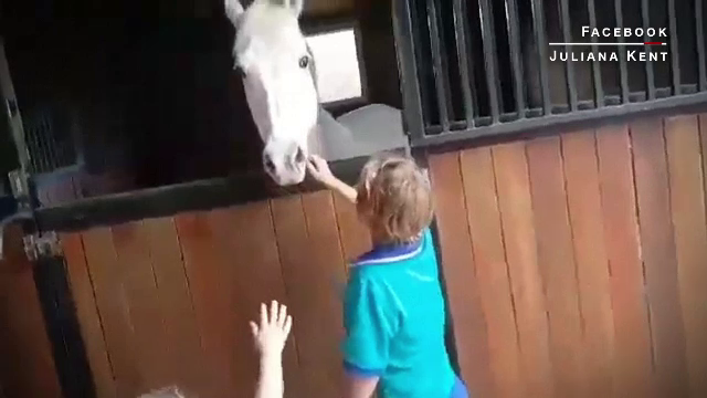 Reactia unui baietele din Australia cand a gasit calutul mult dorit in grajdul familiei