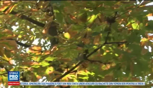 Horoscop 16 octombrie 2016. Astazi, Racii primesc invitatii in oras, iar Taurii se intalnesc cu cineva drag