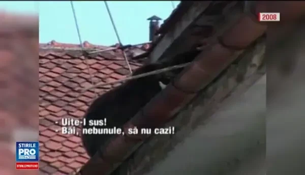 Lectia brasovenilor pentru sibieni in cazul ursului ucis. Cum au capturat o ursoaica de 300 de kg, urcata pe o casa