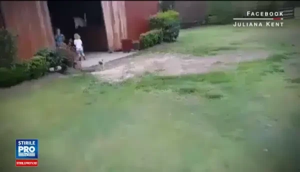 Reactia unui baietele din Australia cand a gasit calutul mult dorit in grajdul familiei