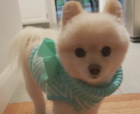 Cainele care a ajuns vedeta dupa ce si-a salvat stapanii dintr-un incendiu, in miezul noptii. "Ne simtim norocosi"