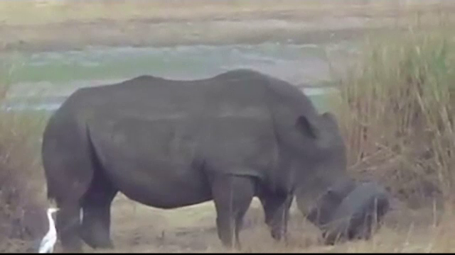 Rinocer ramas flamand si insetat, dupa ce si-a blocat capul intr-o anvelopa de masina. Cum a fost salvat