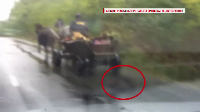 Dosar penal pentru carutasul care a torturat un caine si l-a tarat legat de atelaj, pe o sosea din judetul Iasi