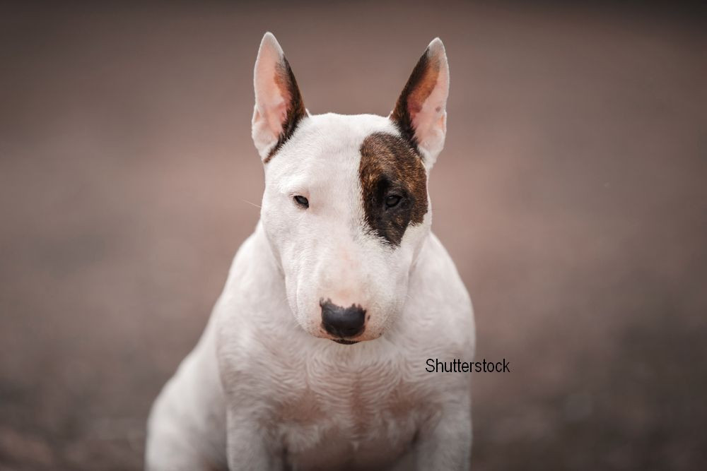 Motivul uluitor pentru care un brazilian si-a tatuat cainele. Iubita lui sustine ca e spre binele animalului