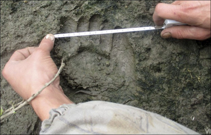 Urmele lasate de Yeti reapar in Siberia, dupa o absenta de mai bine de un an. Cum au fost descoperite