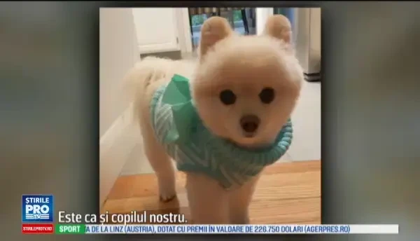 Cainele care a ajuns vedeta dupa ce si-a salvat stapanii dintr-un incendiu, in miezul noptii. Ne simtim norocosi