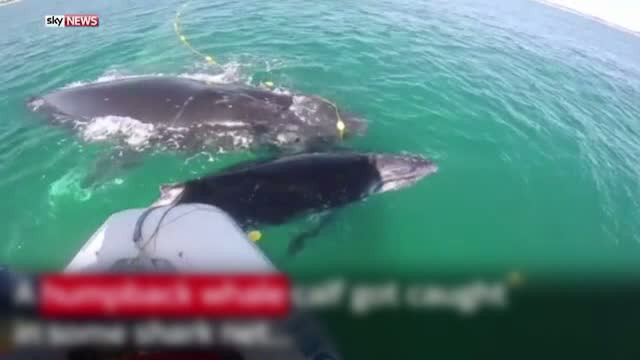 O balena nu s-a clintit de langa puiul ei, prins intr-o plasa de pescuit in largul coastelor Australiei. Cum a fost salvat