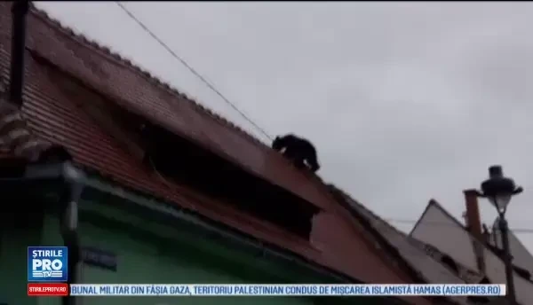 Seful Politiei Sibiu ar fi fost amenintat dupa uciderea ursului: Mi-a zis ca o sa-mi rapeasca copiii si o sa le faca la fel