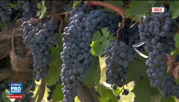 IPS Teodosie, acuzat de procurorii DNA ca ar fi luat subventii ilegale. 100 de oameni, fara loc de munca din cauza ierarhului