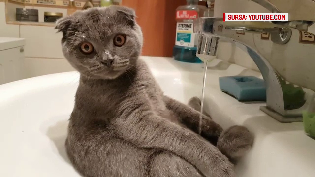 O pisica isi face dus in chiuveta. Milioane de oameni s-au amuzat urmarind aceste imagini