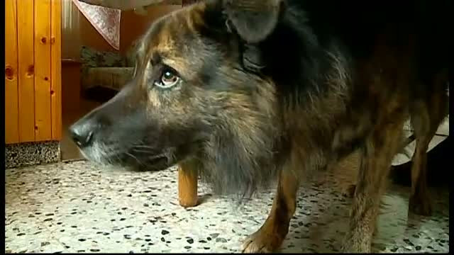 Medo, un catel din Croatia, a ajuns in instanta pentru ca deranja un vecin cu latratul sau. Decizia luata de magistrat