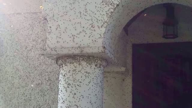 Invazie de gargarite intr-o localitate din Ungaria. Explicatia specialistilor pentru fenomenul neobisnuit