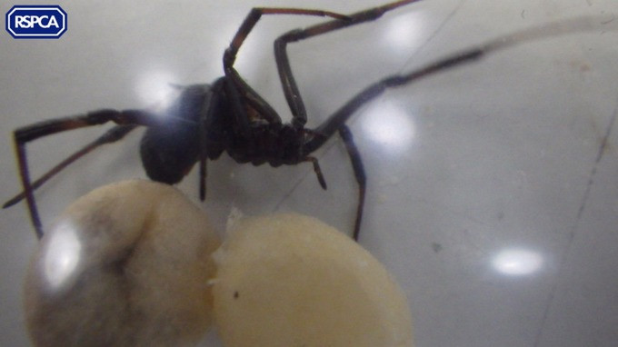 Angajatii unui aeroport britanic au ramas socati cand au desfacut o cutie. Ce animal au eliberat dupa luni de captivitate