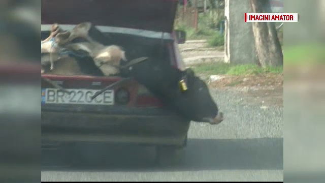 Un barbat si-a legat vitelul in portbagajul masinii si l-a chinuit zeci de km. Ce explicatie a oferit pentru gestul sau