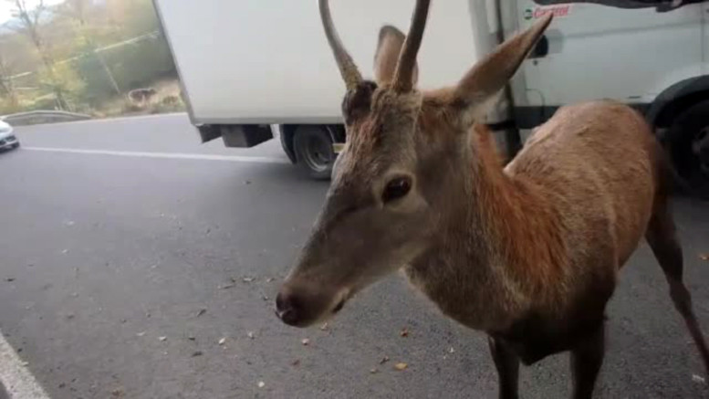 "Luati-l de pe mine". Un pui de cerb a devenit vedeta pe internet dupa ce l-a speriat pe un biciclist