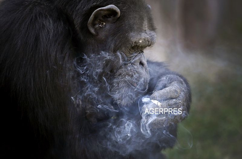 Cimpanzeul gradinii zoologice din Coreea de Nord "sudeaza" cel putin un pachet de tigari pe zi. Cum se apara ingrijitorii
