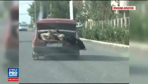 Un barbat si-a legat vitelul in portbagajul masinii si l-a chinuit zeci de km. Ce explicatie a oferit pentru gestul sau